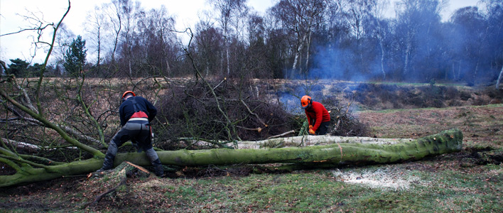 Development Sites, Habitat Surveys and Management Plans